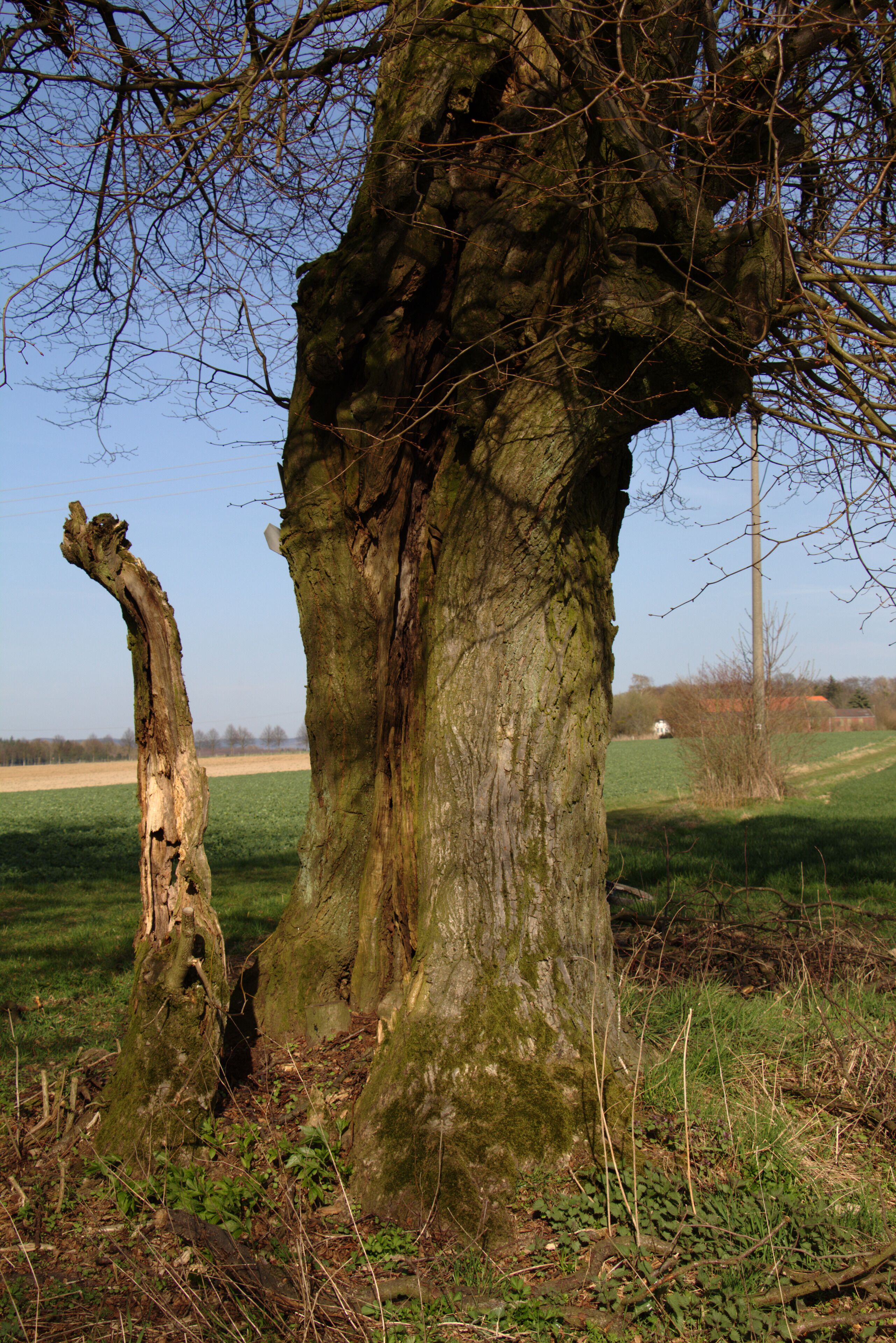 Tree (Natural monument) near "Gestuet Zwiefalten" in Eichelsachsen, Schotten, Hesse, Germany