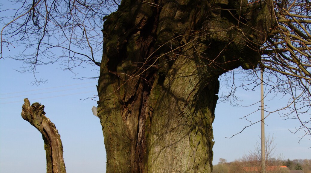 Tree (Natural monument) near "Gestuet Zwiefalten" in Eichelsachsen, Schotten, Hesse, Germany