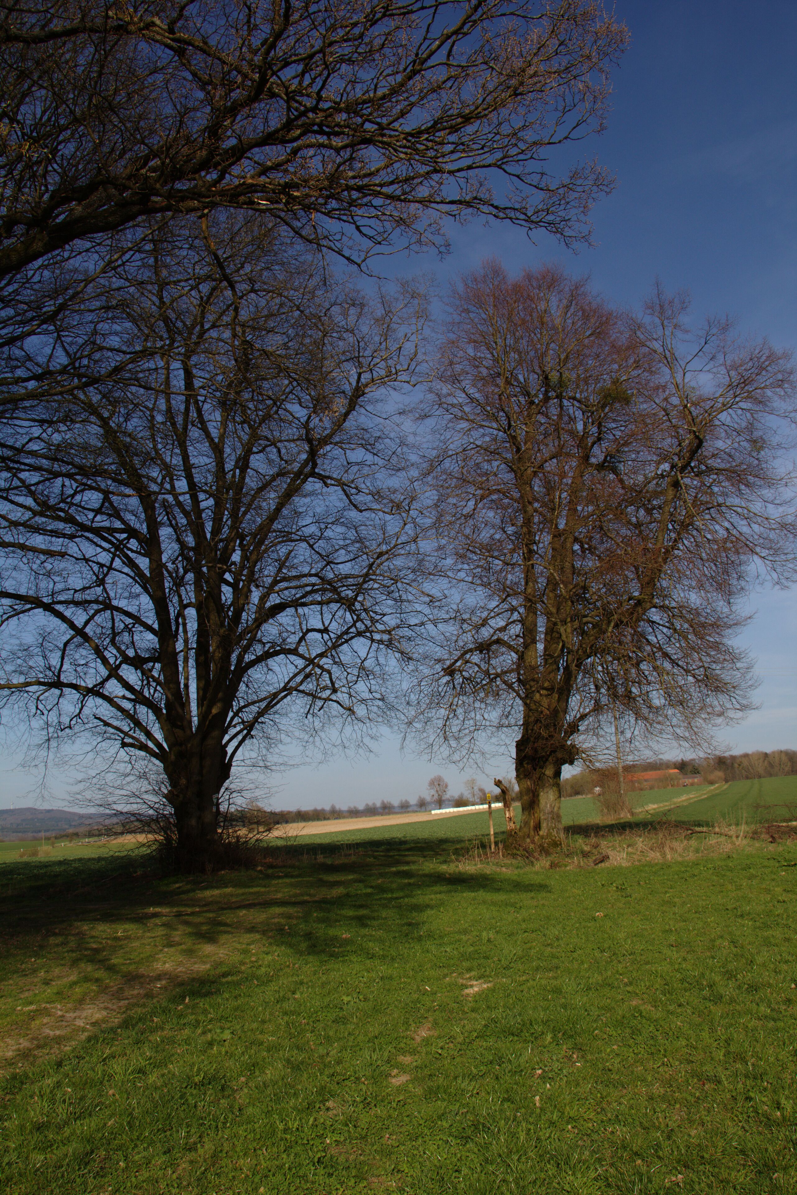 Trees (Natural monument) near "Gestuet Zwiefalten" in Eichelsachsen, Schotten, Hesse, Germany