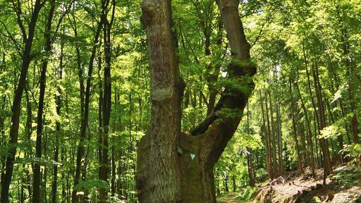 Natural monument ancient oak near Königshofen at springtime