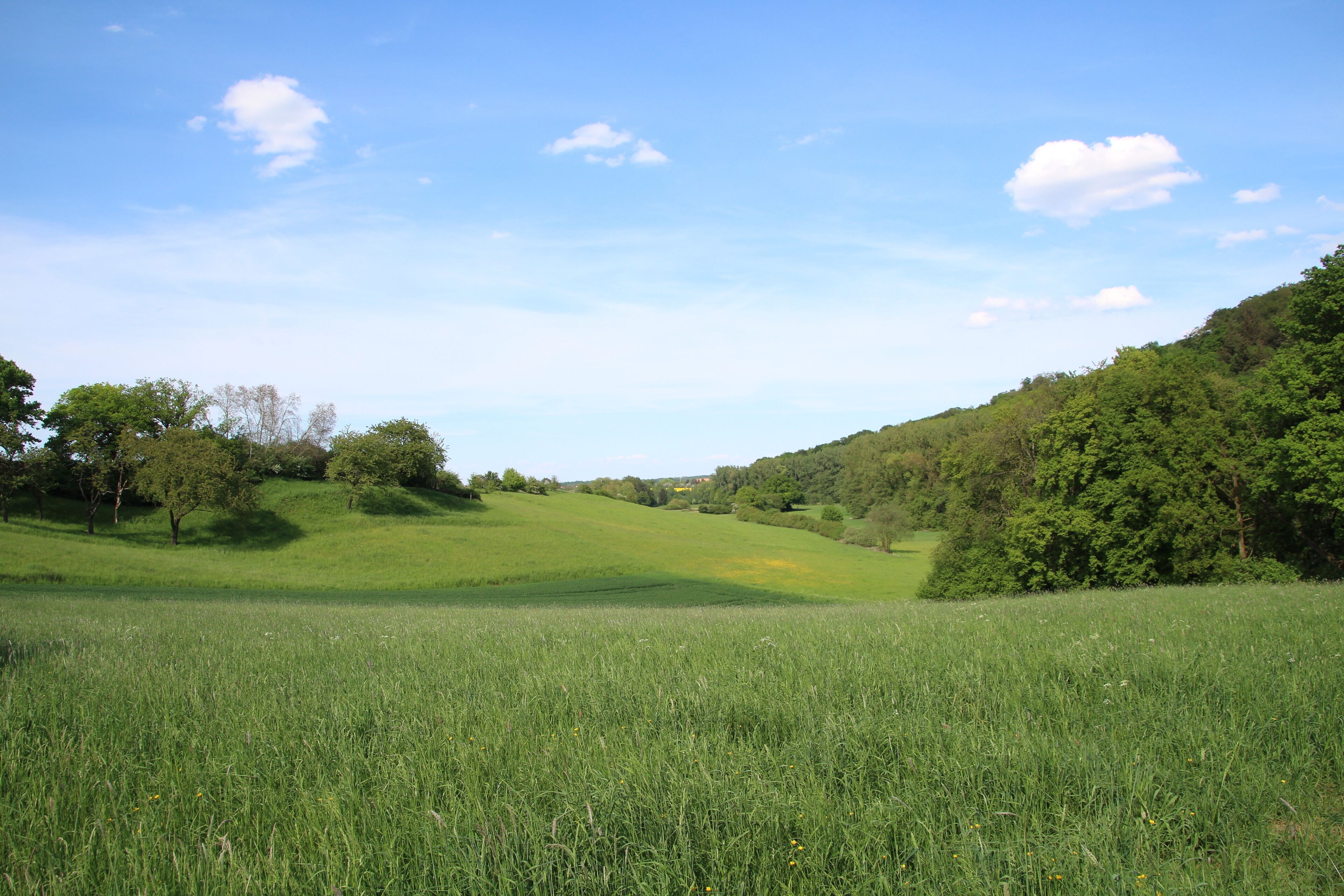 Naturschutzgebiet Krebsbachtal bei Kaichen