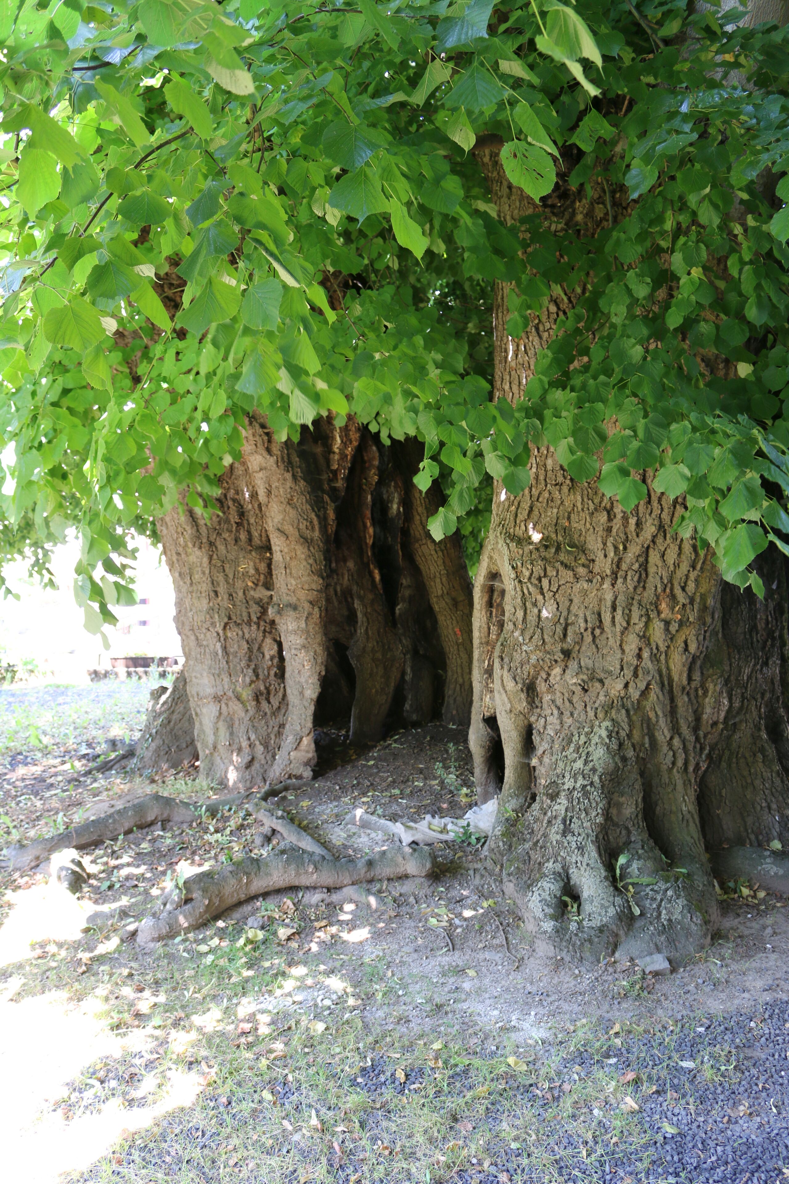 Langendernbach, Westerwald: Somerlinde vor der Kirche, Naturdenkmal