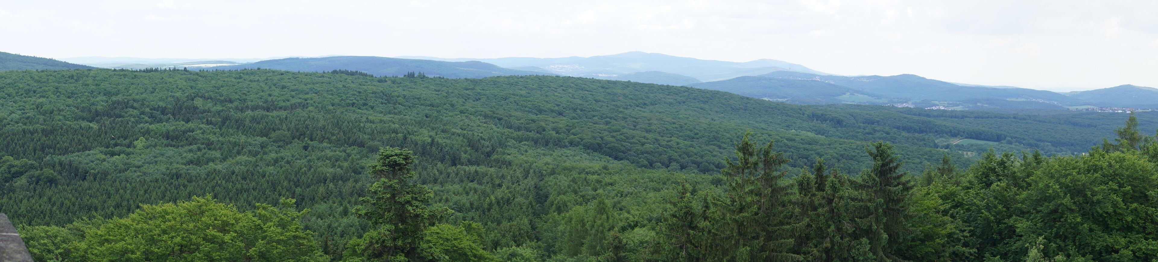 A dense forest with a mountain range in the background.
