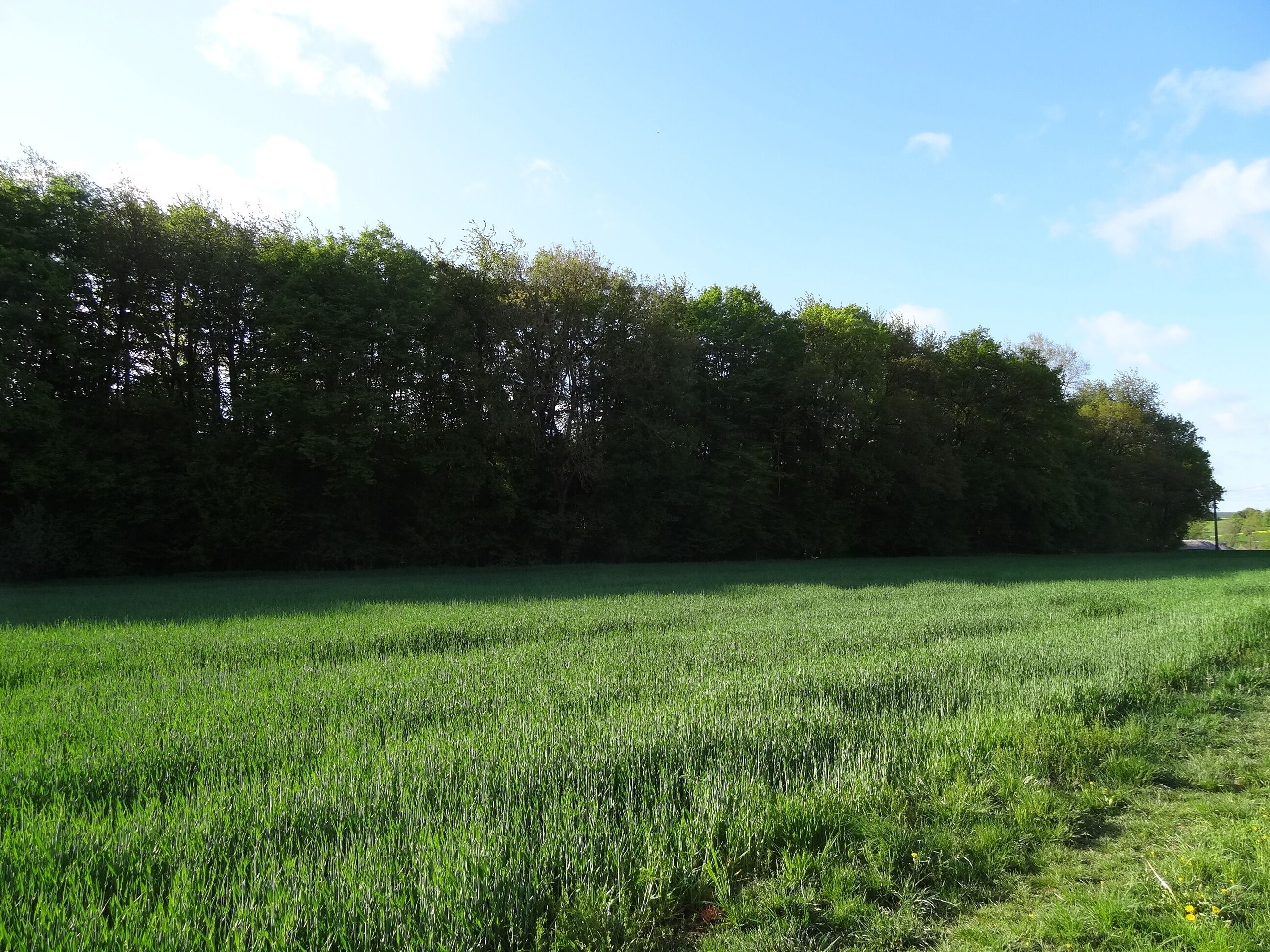 Naturschutzgebiet Wehrholz