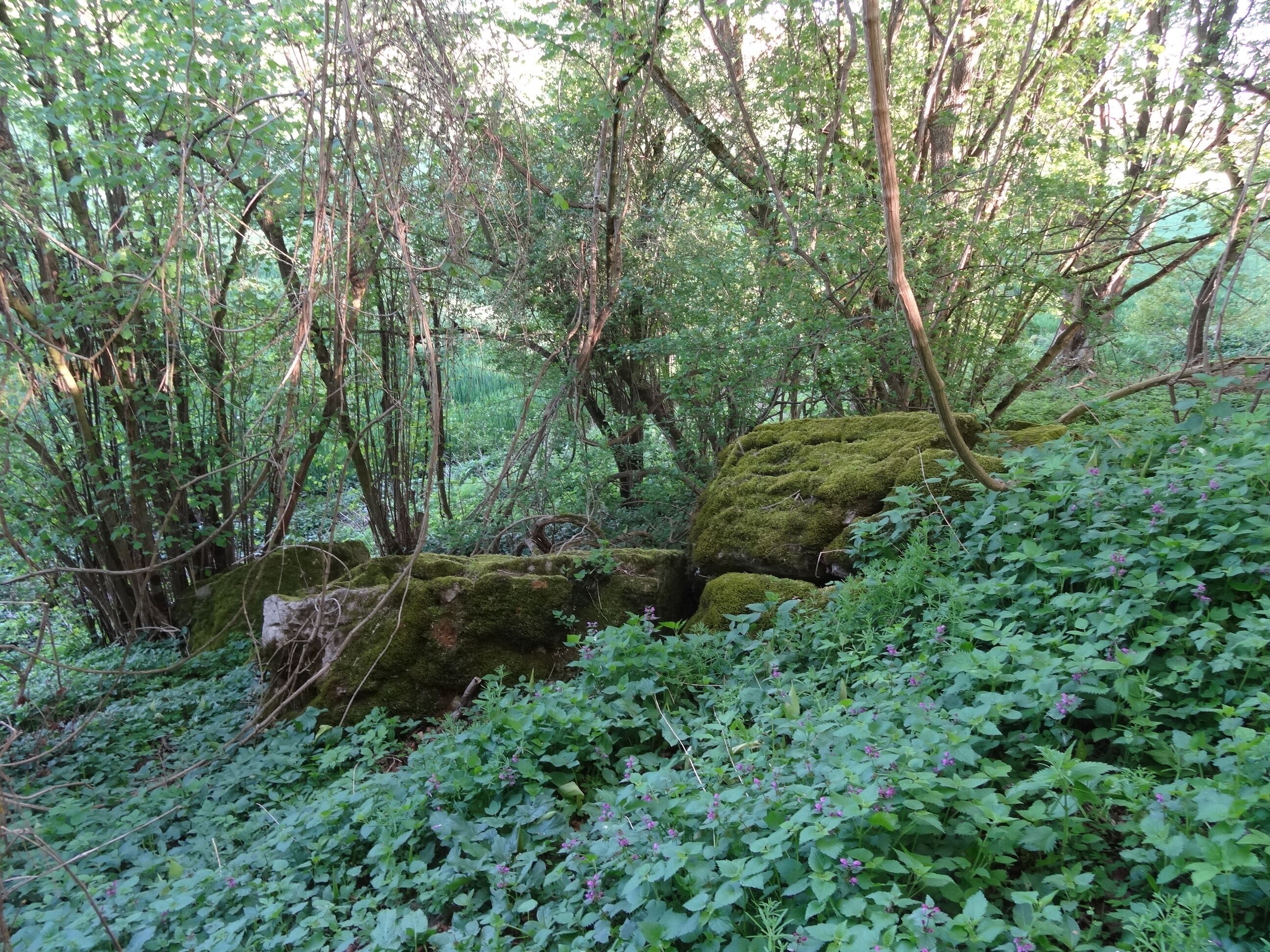 Naturschutzgebiet Wehrholz