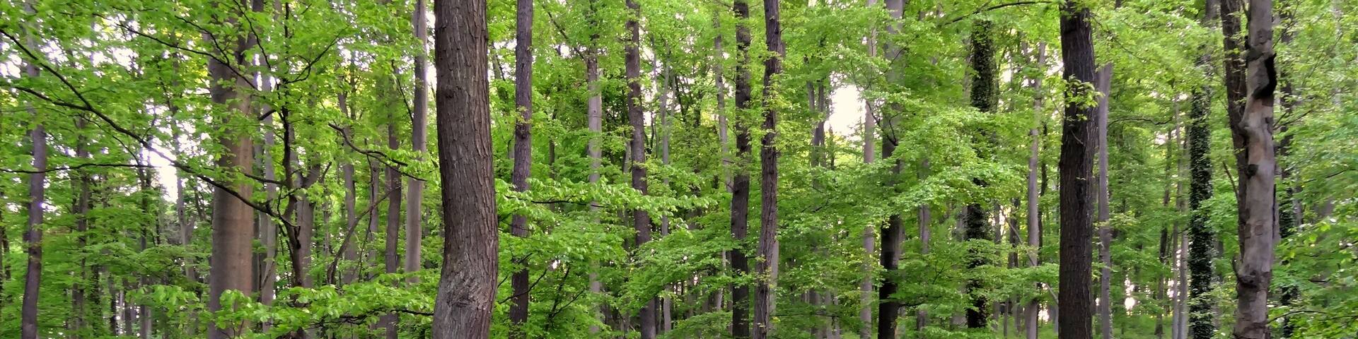 Naturschutzgebiet Wehrholz