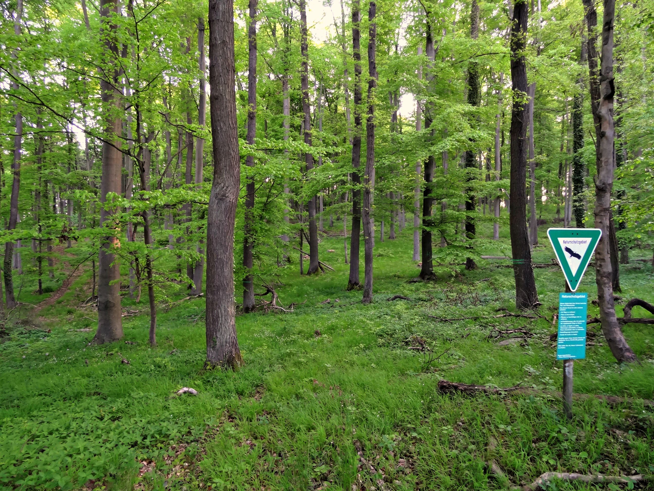 A dense forest with a nature protection sign.