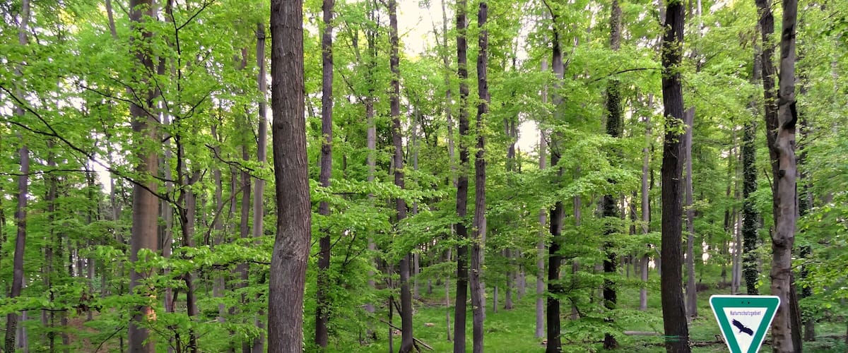 A dense forest with a nature protection sign.