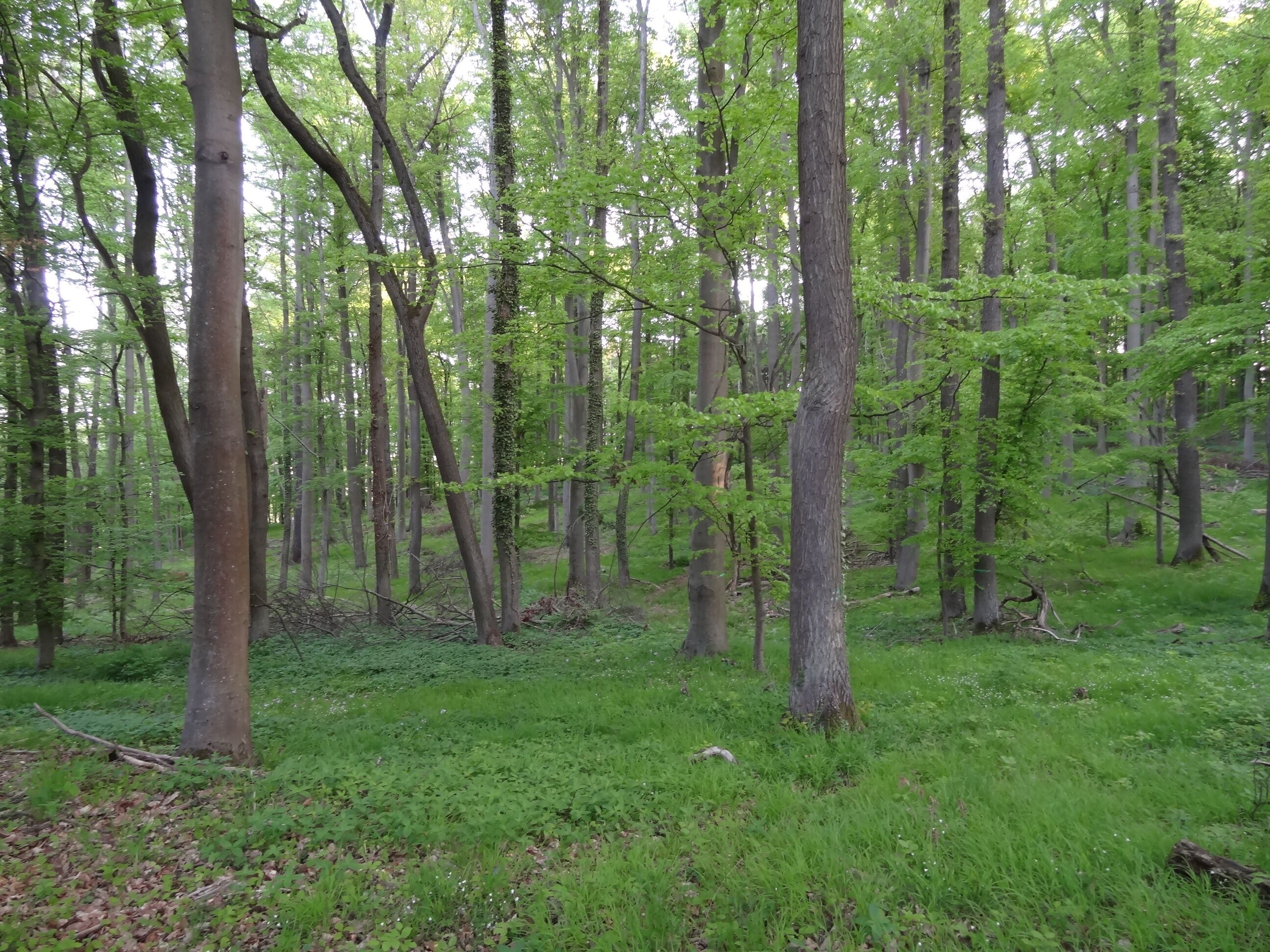 Naturschutzgebiet Wehrholz