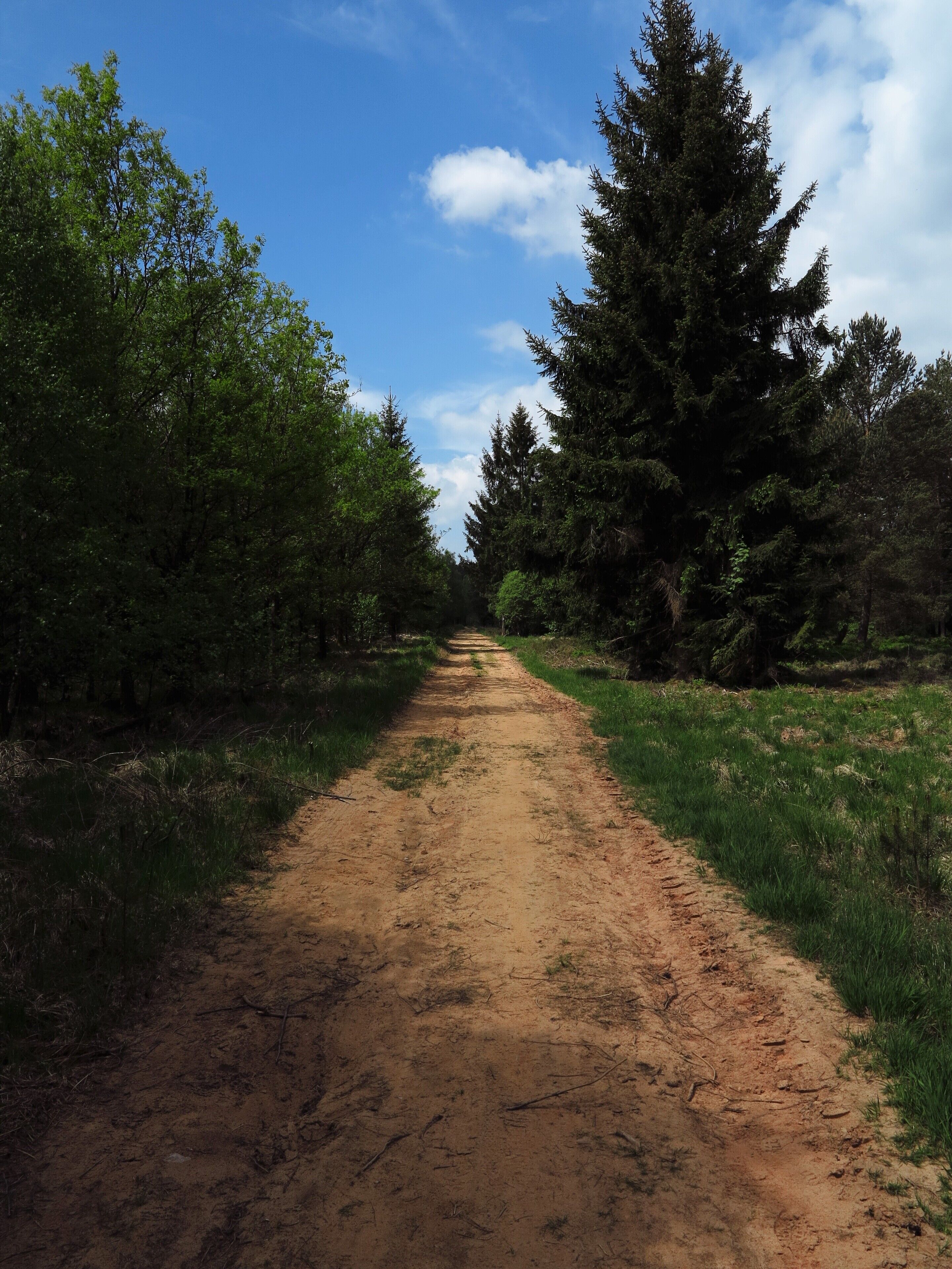Sandweg durch das Naturschutzgebiet "Franzosenwiesen"