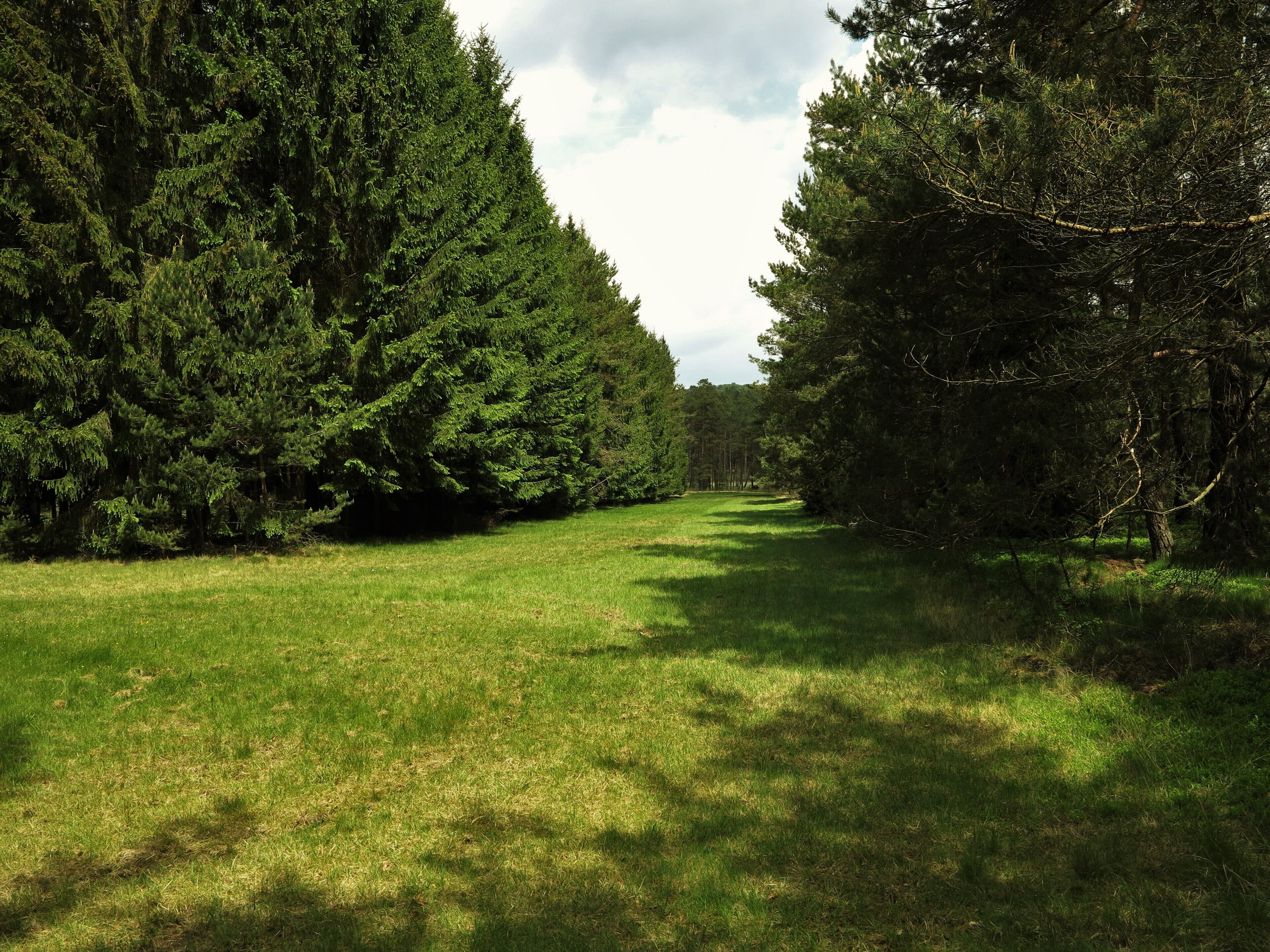 Heuwiese im Naturschutzgebiet "Franzosenwiesen"