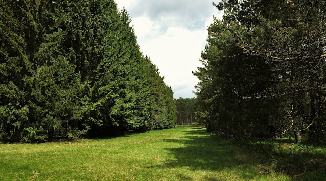 Heuwiese im Naturschutzgebiet "Franzosenwiesen"