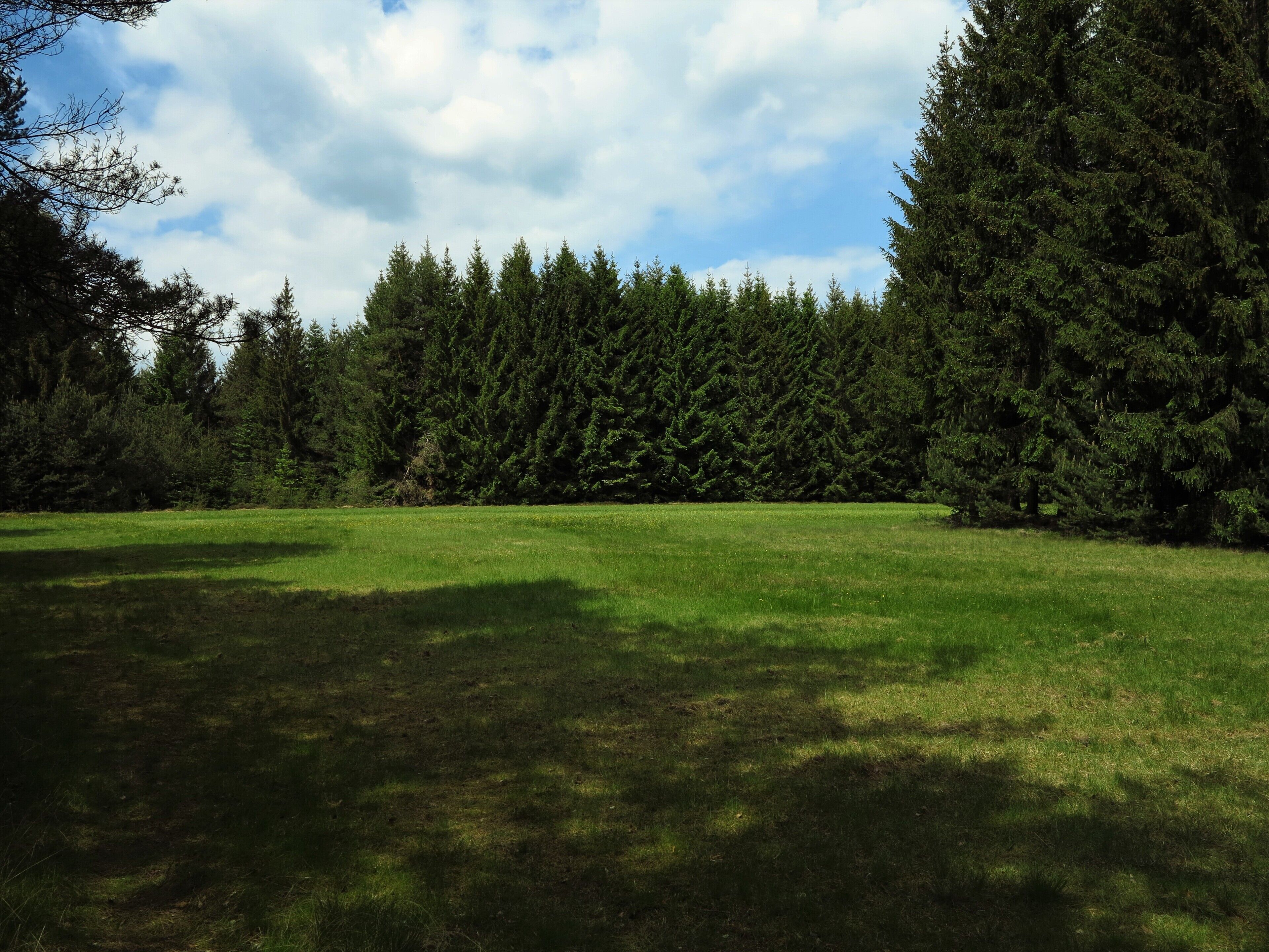 Heuwiese im Naturschutzgebiet "Franzosenwiesen"
