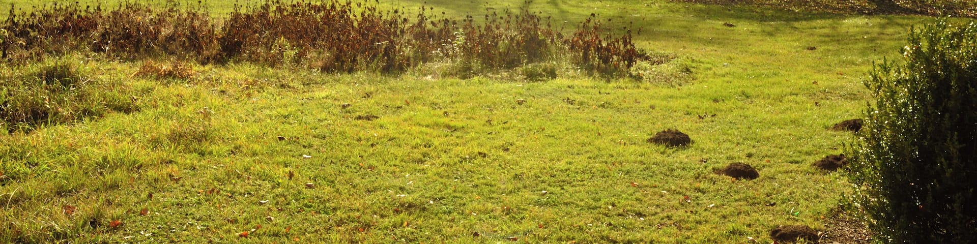 Ein Teich/See? auf dem zu Oberweimar (Hessen) gehörigen Rittergut Germershausen
