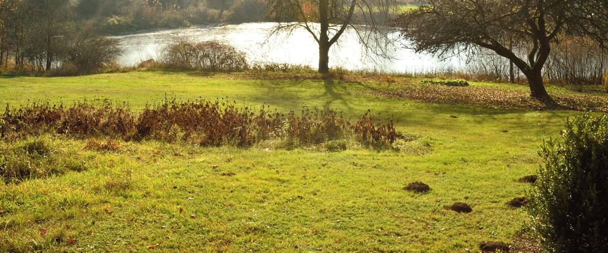 A grassy field with a lake and trees in the background.