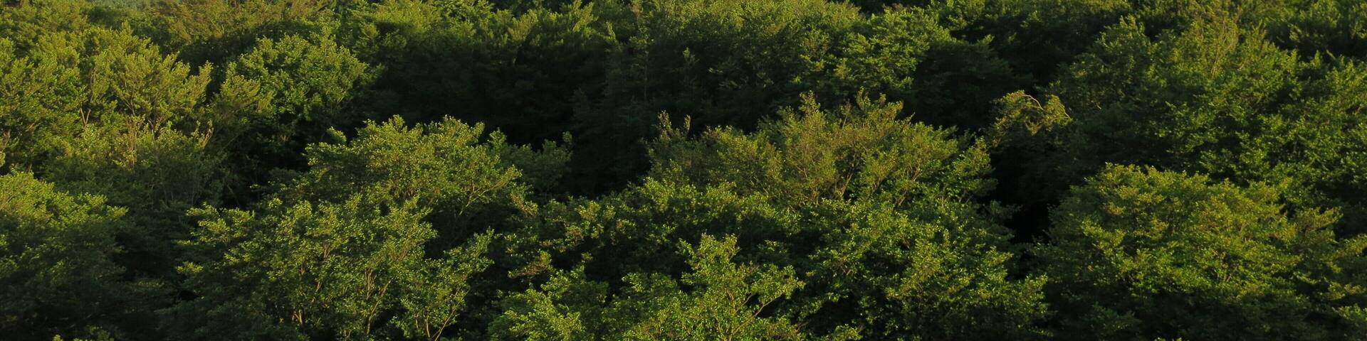 Große Feldberg in the Taunus mountains, seen from north (lookout tower on Pferdskopf)