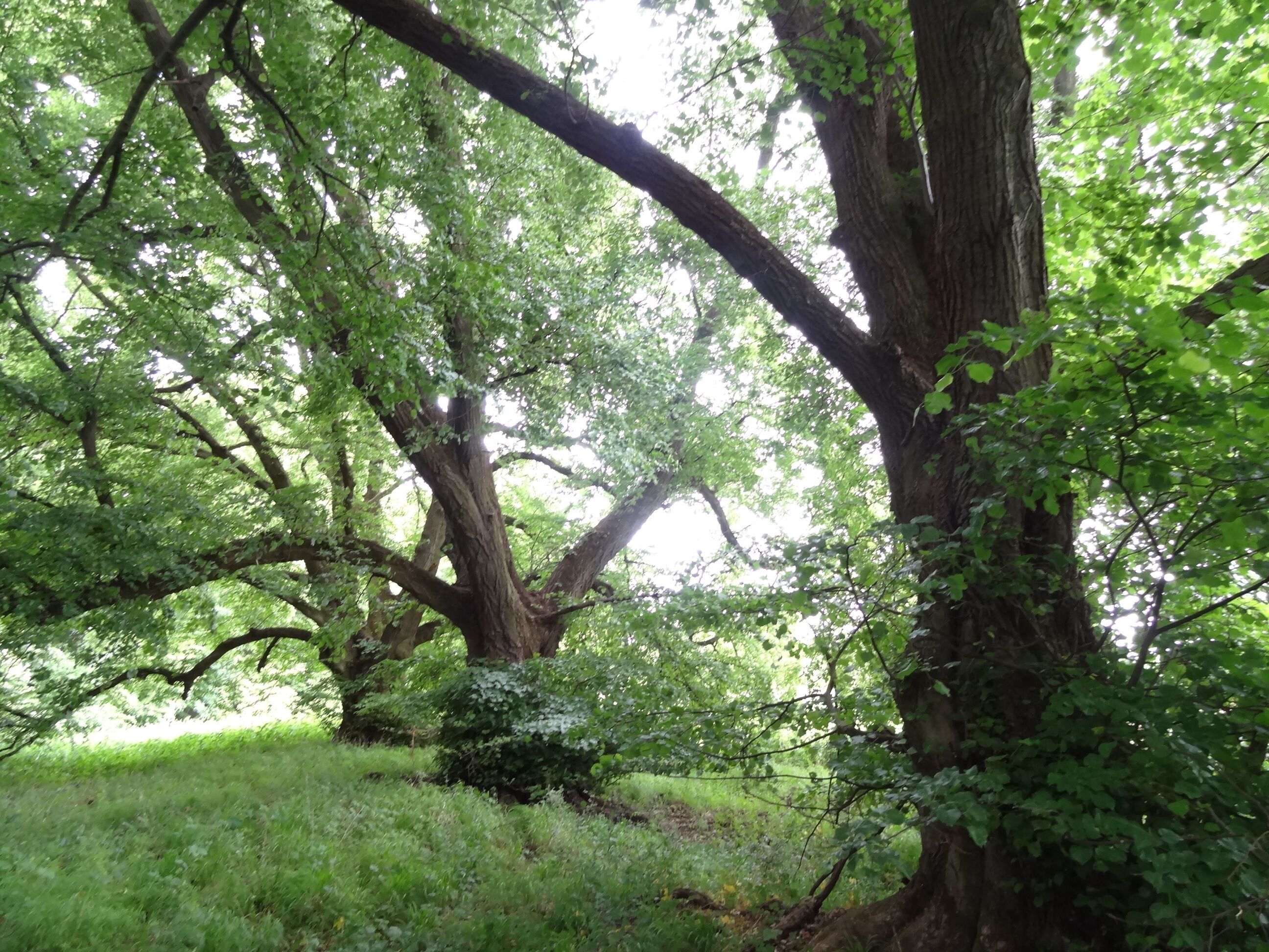 Lindenreihe am Katzenberg (Ulfa)