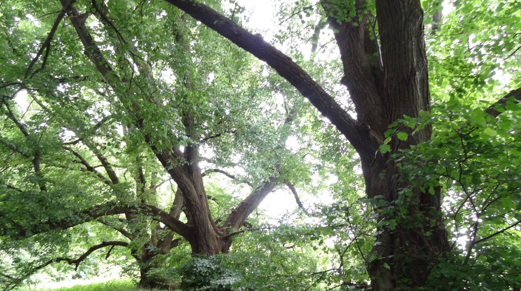 Lindenreihe am Katzenberg (Ulfa)