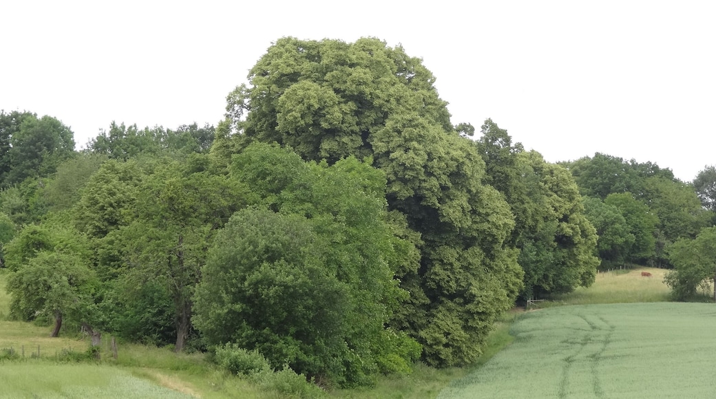 Lindenreihe am Katzenberg (Ulfa)