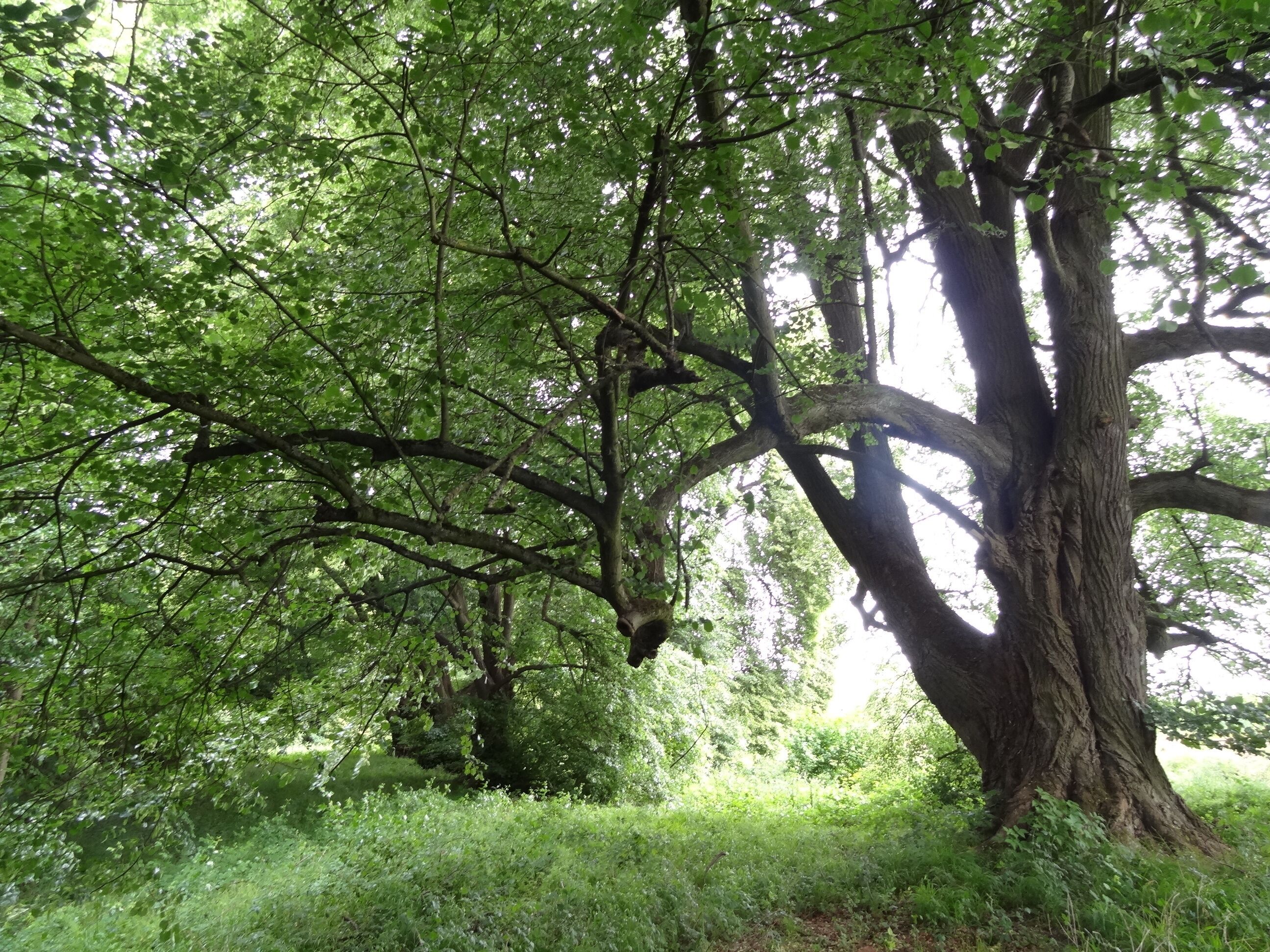 Lindenreihe am Katzenberg (Ulfa)