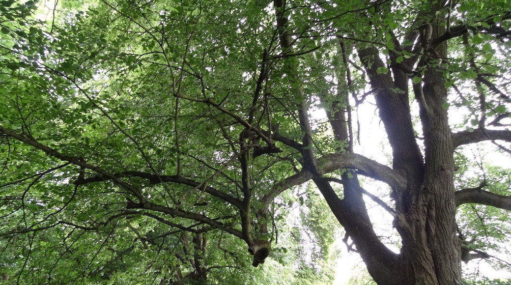 Lindenreihe am Katzenberg (Ulfa)