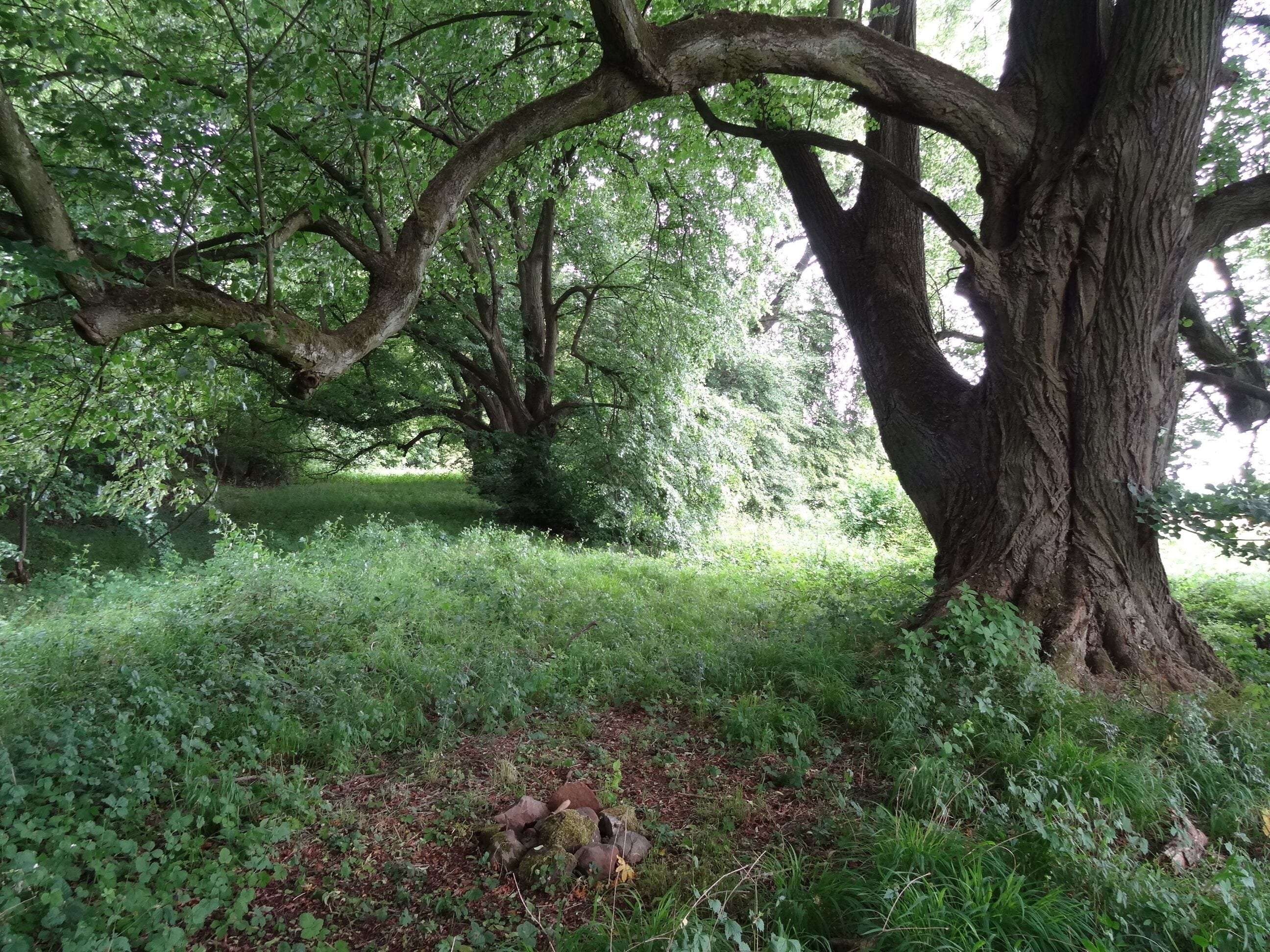 Lindenreihe am Katzenberg (Ulfa)