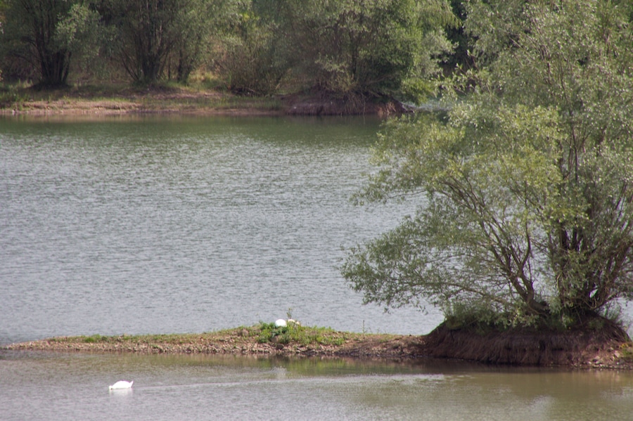 A calm lake with a small island and a tree in the foreground.