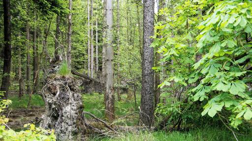 Uprooted tree within the core zone of the nature reserve Totenberg