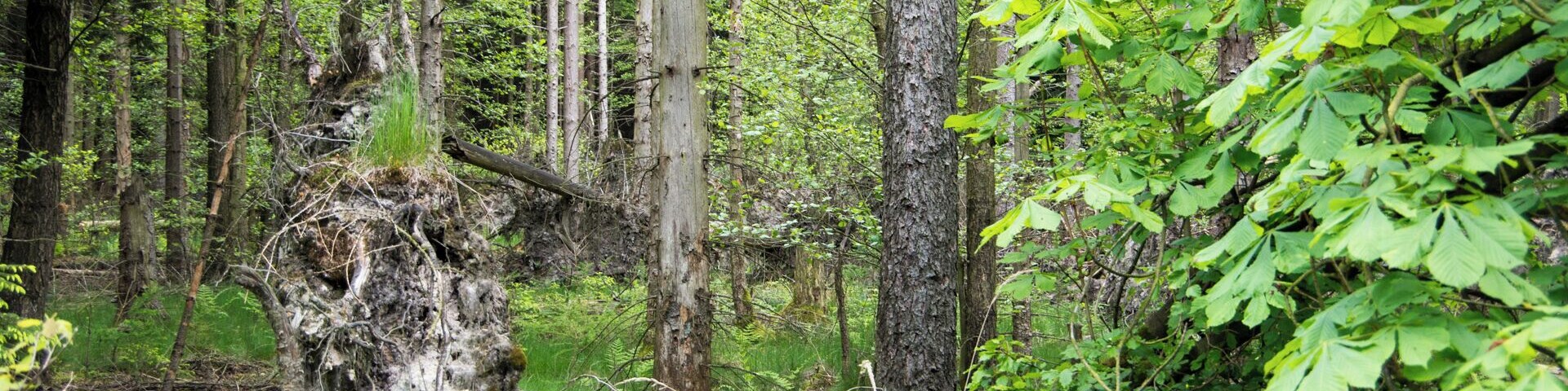 Uprooted tree within the core zone of the nature reserve Totenberg