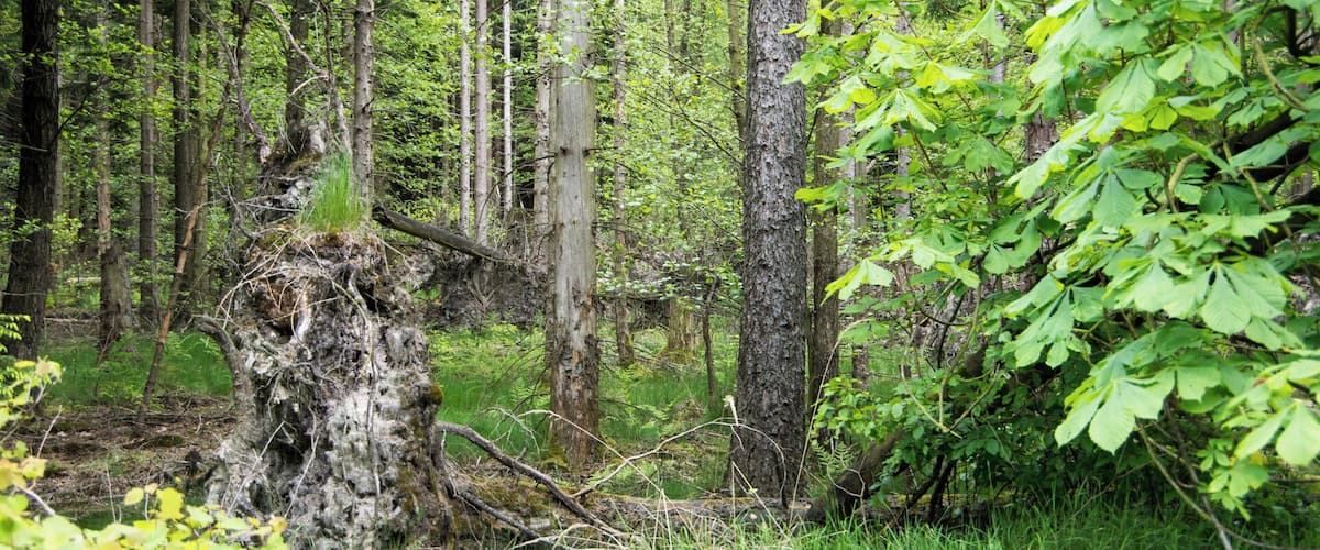A dense forest with tall trees, a fallen tree trunk, and lush green foliage.