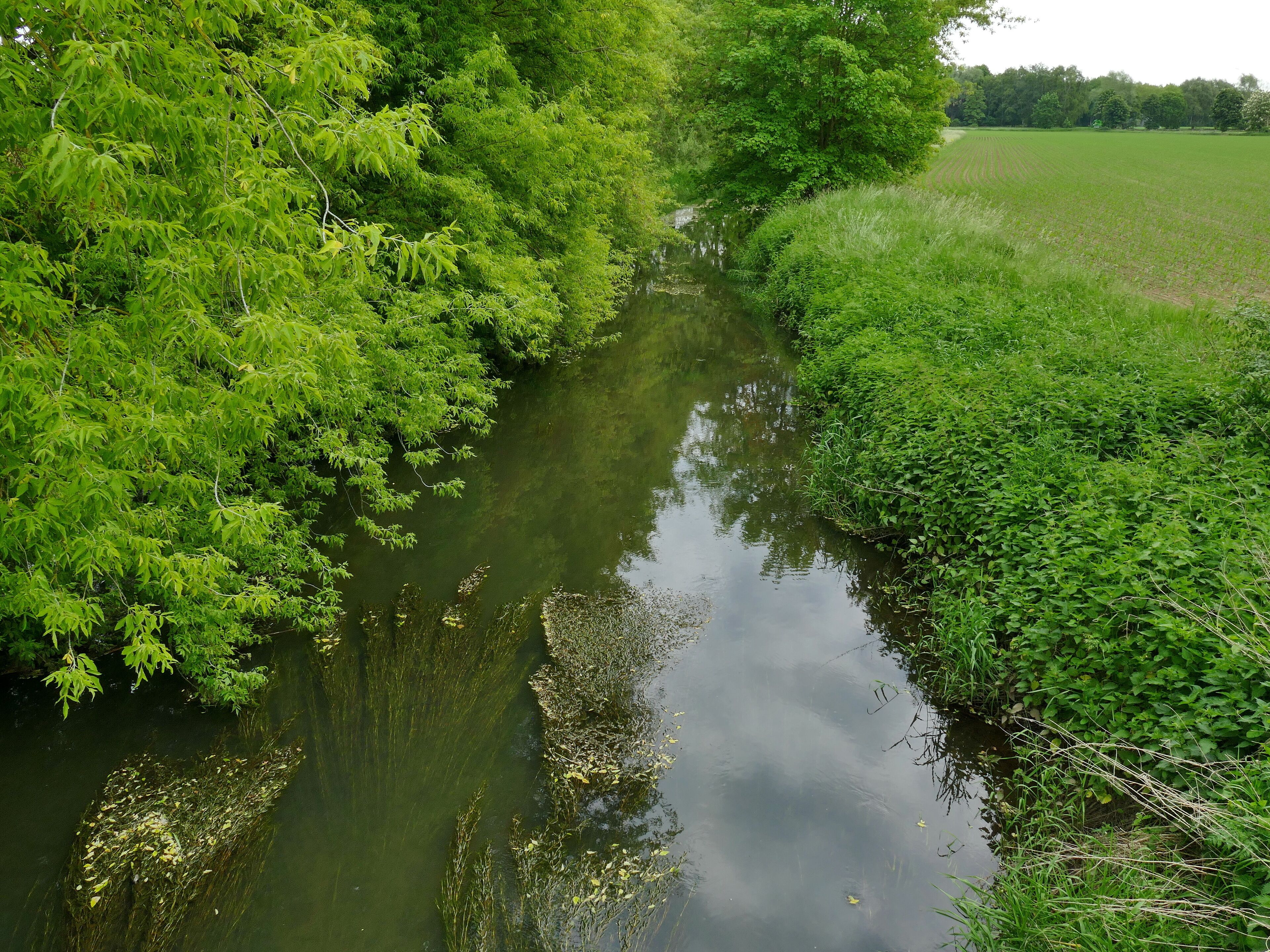 A narrow river surrounded by dense green foliage and a field.