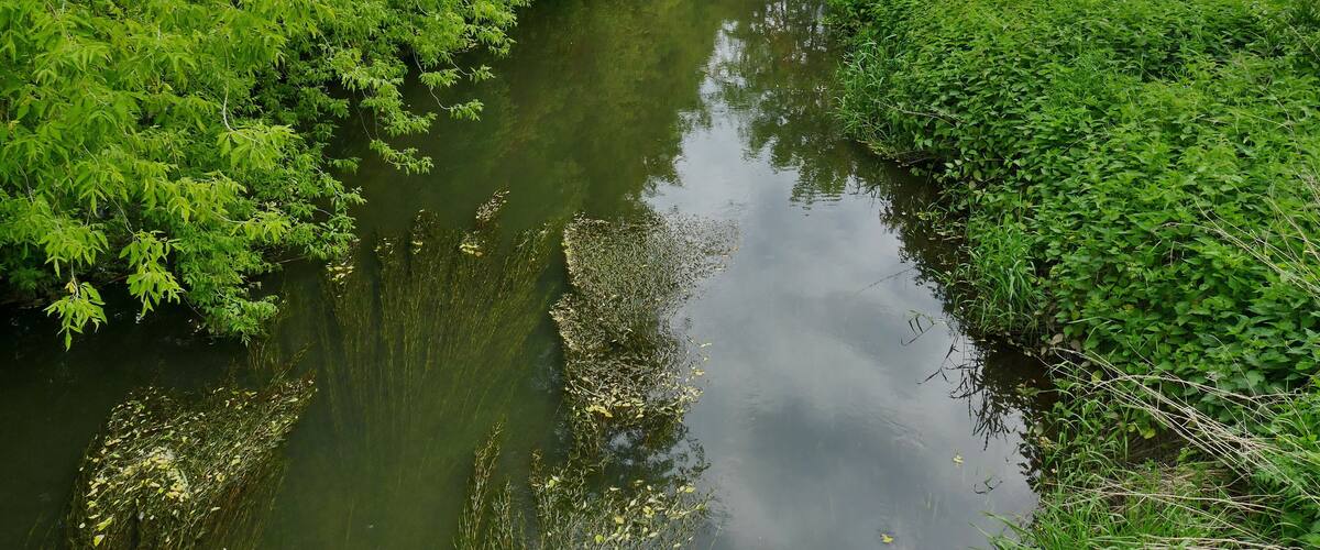 A narrow river surrounded by dense green foliage and a field.