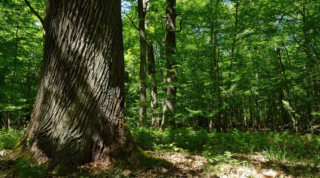 Im Naturschutzgebiet Kananohe (NSG-HA195) wird ein historisch alter Waldstandort mit unterschiedlichen Waldtypen auf sauren Böden geschützt. Dabei ist die reiche Altersstruktur besonders schützenswert.