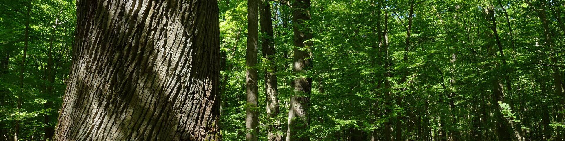Im Naturschutzgebiet Kananohe (NSG-HA195) wird ein historisch alter Waldstandort mit unterschiedlichen Waldtypen auf sauren Böden geschützt. Dabei ist die reiche Altersstruktur besonders schützenswert.