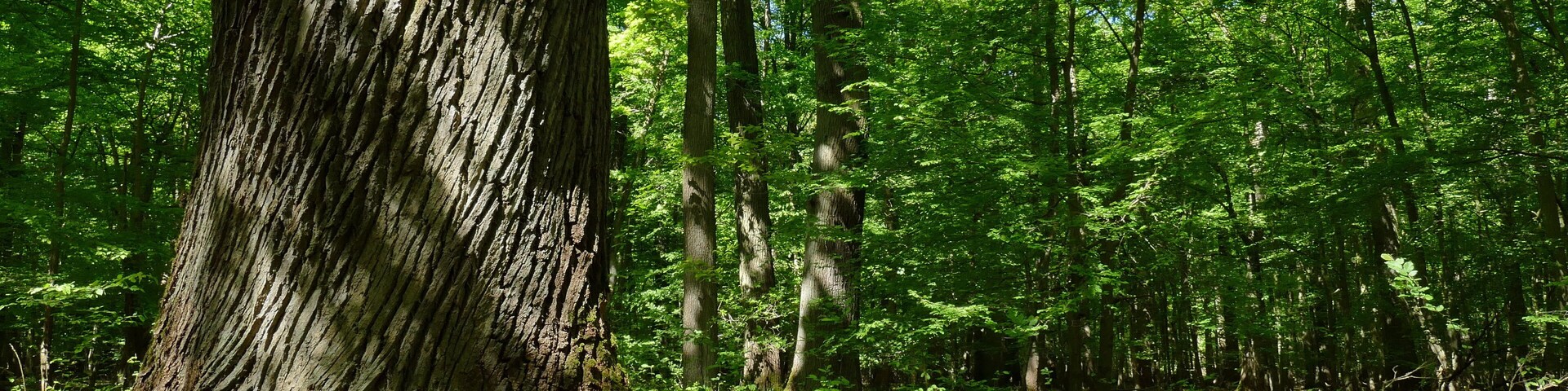 Im Naturschutzgebiet Kananohe (NSG-HA195) wird ein historisch alter Waldstandort mit unterschiedlichen Waldtypen auf sauren Böden geschützt. Dabei ist die reiche Altersstruktur besonders schützenswert.