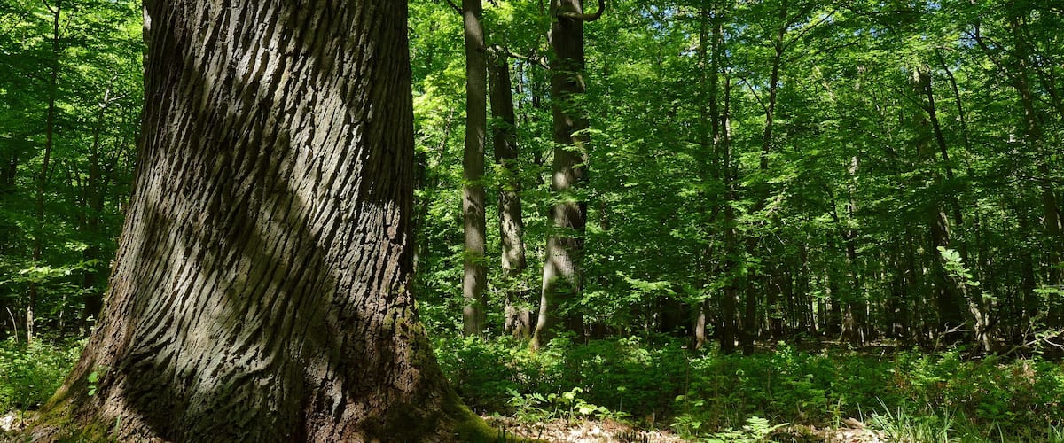 A dense forest with tall trees and a thick underbrush.