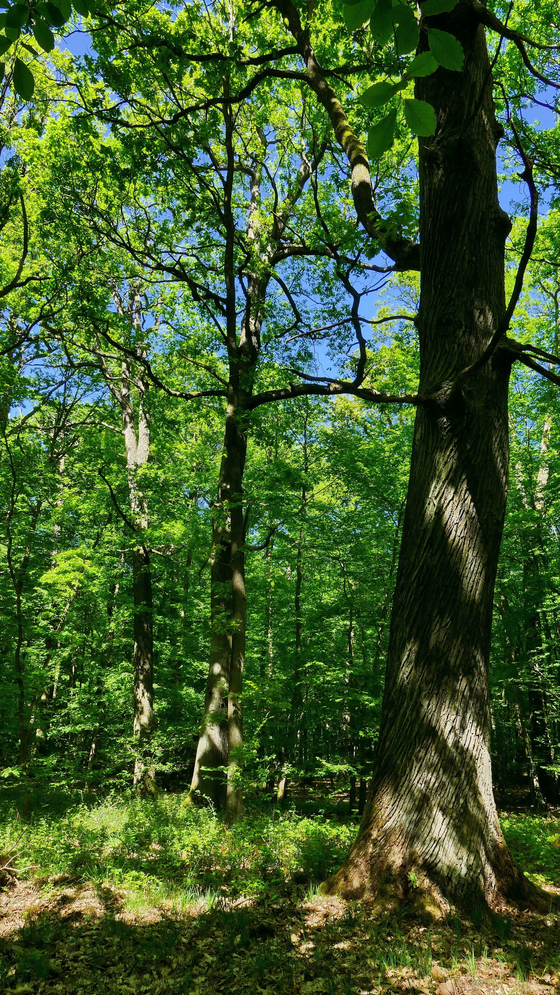 Im Naturschutzgebiet Kananohe (NSG-HA195) wird ein historisch alter Waldstandort mit unterschiedlichen Waldtypen auf sauren Böden geschützt. Dabei ist die reiche Altersstruktur besonders schützenswert.