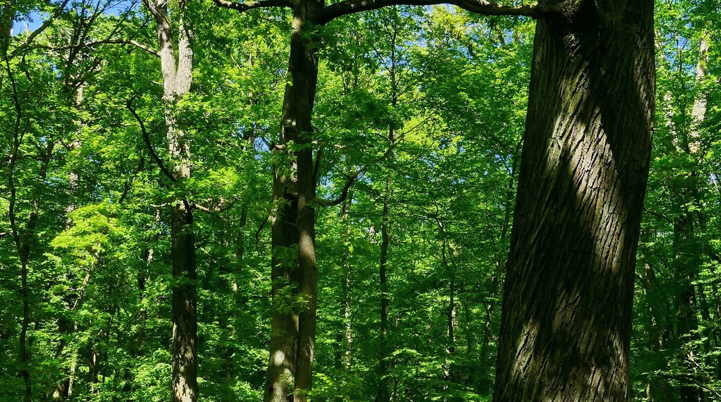 Im Naturschutzgebiet Kananohe (NSG-HA195) wird ein historisch alter Waldstandort mit unterschiedlichen Waldtypen auf sauren Böden geschützt. Dabei ist die reiche Altersstruktur besonders schützenswert.