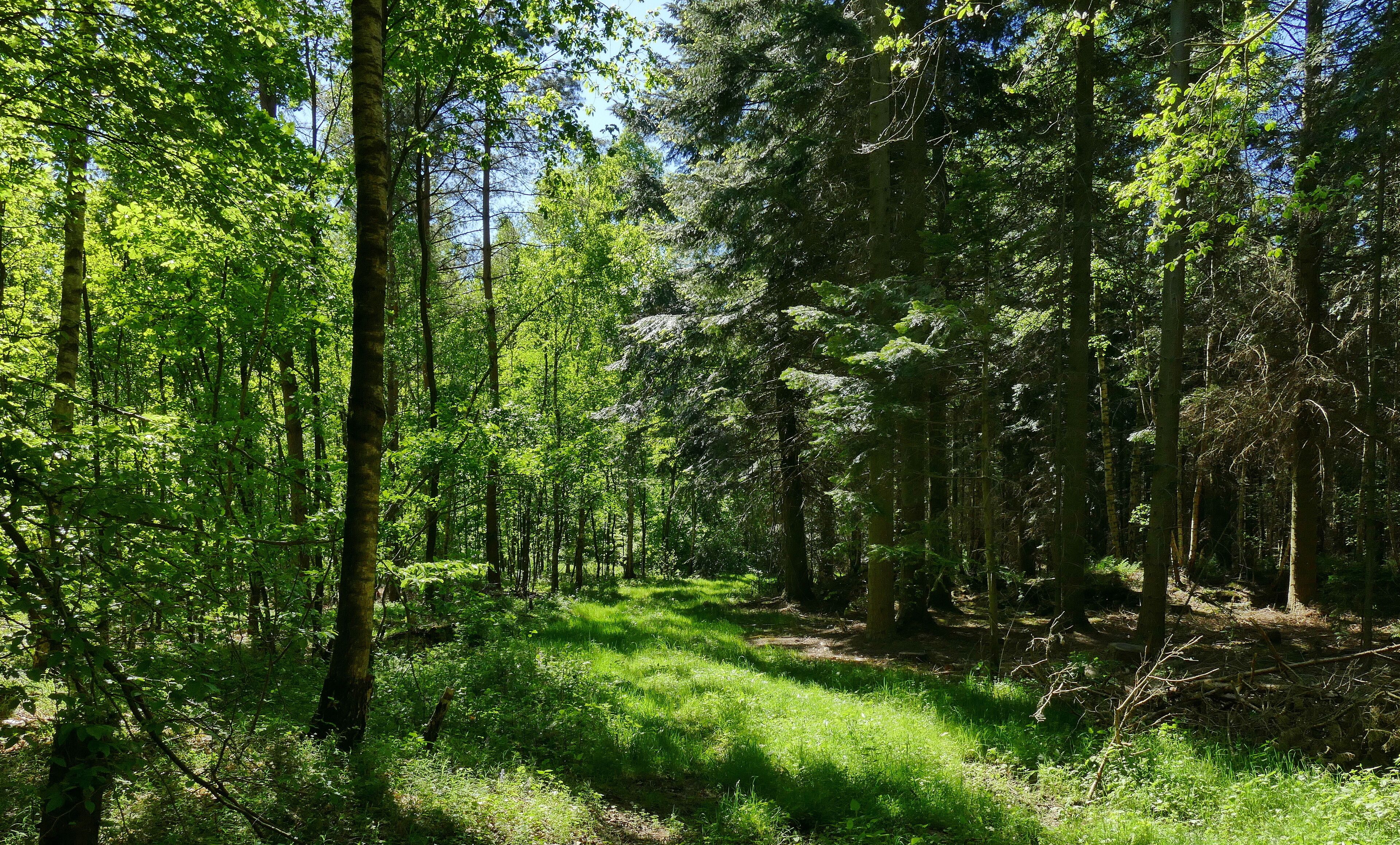Im Naturschutzgebiet Kananohe (NSG-HA195) wird ein historisch alter Waldstandort mit unterschiedlichen Waldtypen auf sauren Böden geschützt. Dabei ist die reiche Altersstruktur besonders schützenswert. Das Foto zeigt junge Laubbäume und Nadelbäume.