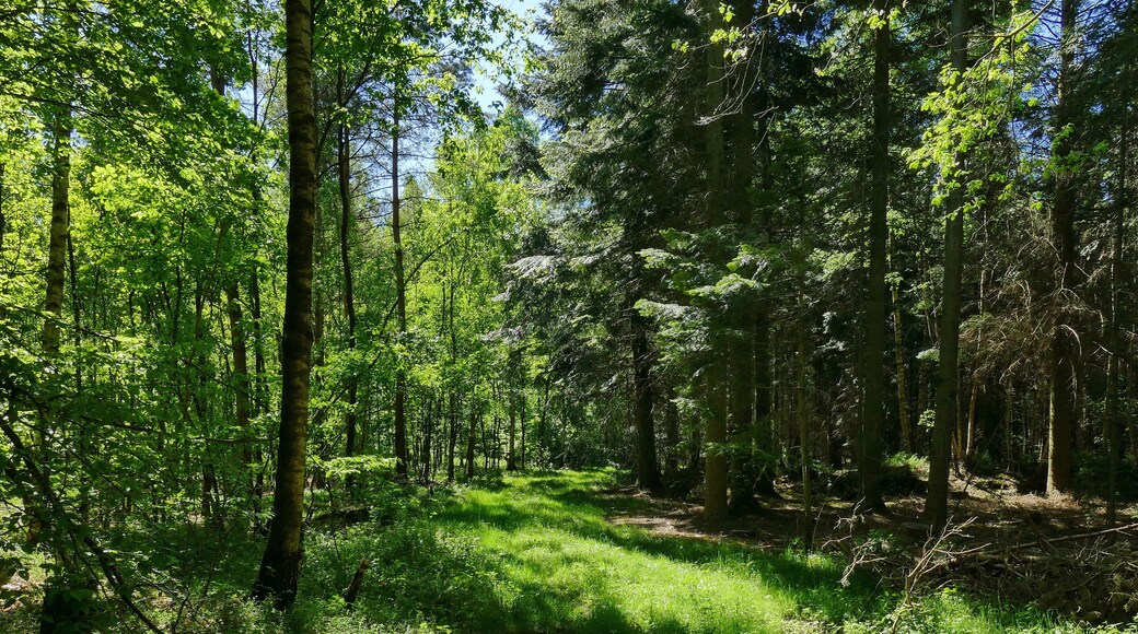 Im Naturschutzgebiet Kananohe (NSG-HA195) wird ein historisch alter Waldstandort mit unterschiedlichen Waldtypen auf sauren Böden geschützt. Dabei ist die reiche Altersstruktur besonders schützenswert. Das Foto zeigt junge Laubbäume und Nadelbäume.