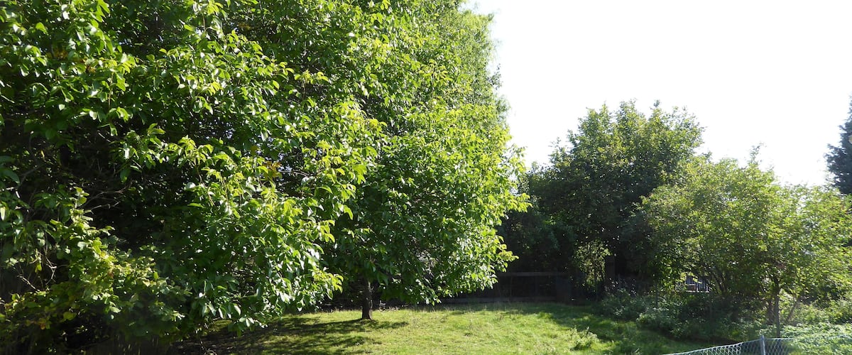 A fenced grassy area with trees and a wooden fence in the background.