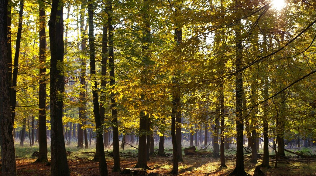 The enclosure am Kehr for fallow deers is part of the nature reserve Stadtwald (city forest) Gรถttingen und Kerstlingerรถder Feld. The photo was taken in autumn 2011 near the Lichtemeeres.