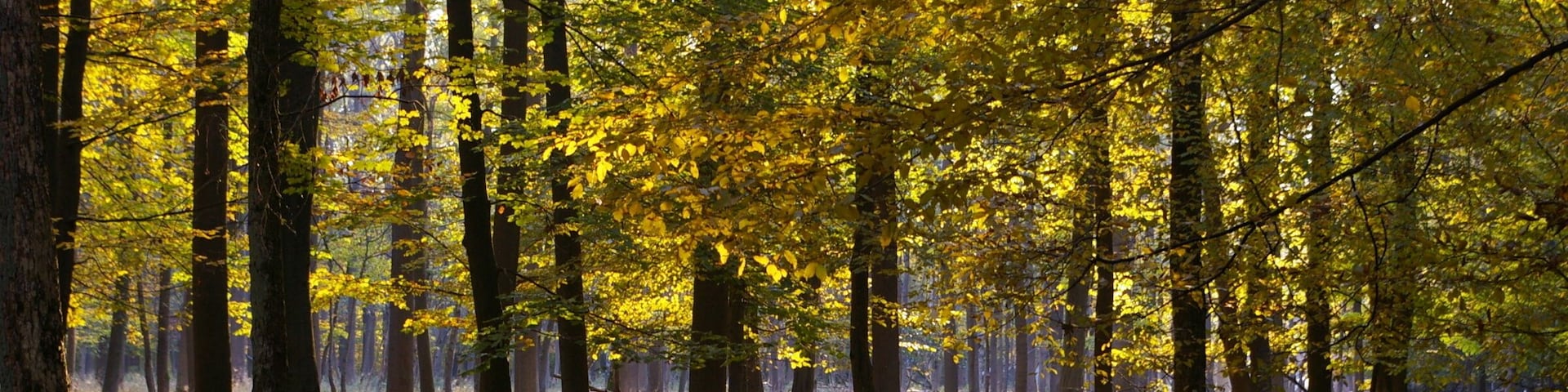 The enclosure am Kehr for fallow deers is part of the nature reserve Stadtwald (city forest) Göttingen und Kerstlingeröder Feld. The photo was taken in autumn 2011 near the Lichtemeeres.
