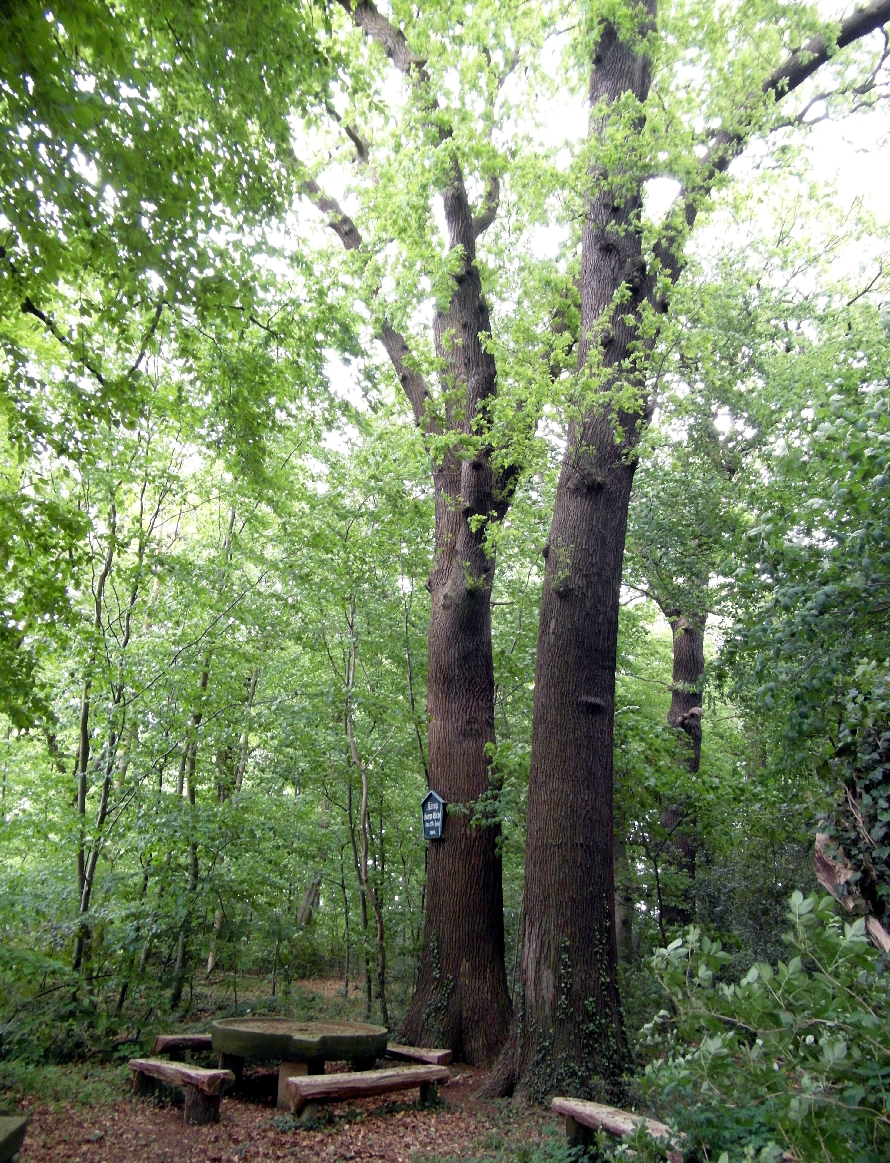 Die Königseiche beim Forsthaus Kirchwehren ist der Ersatz für einen zerfallenen Vorgängerbaum. (Naturdenkmal ND-H 9)
