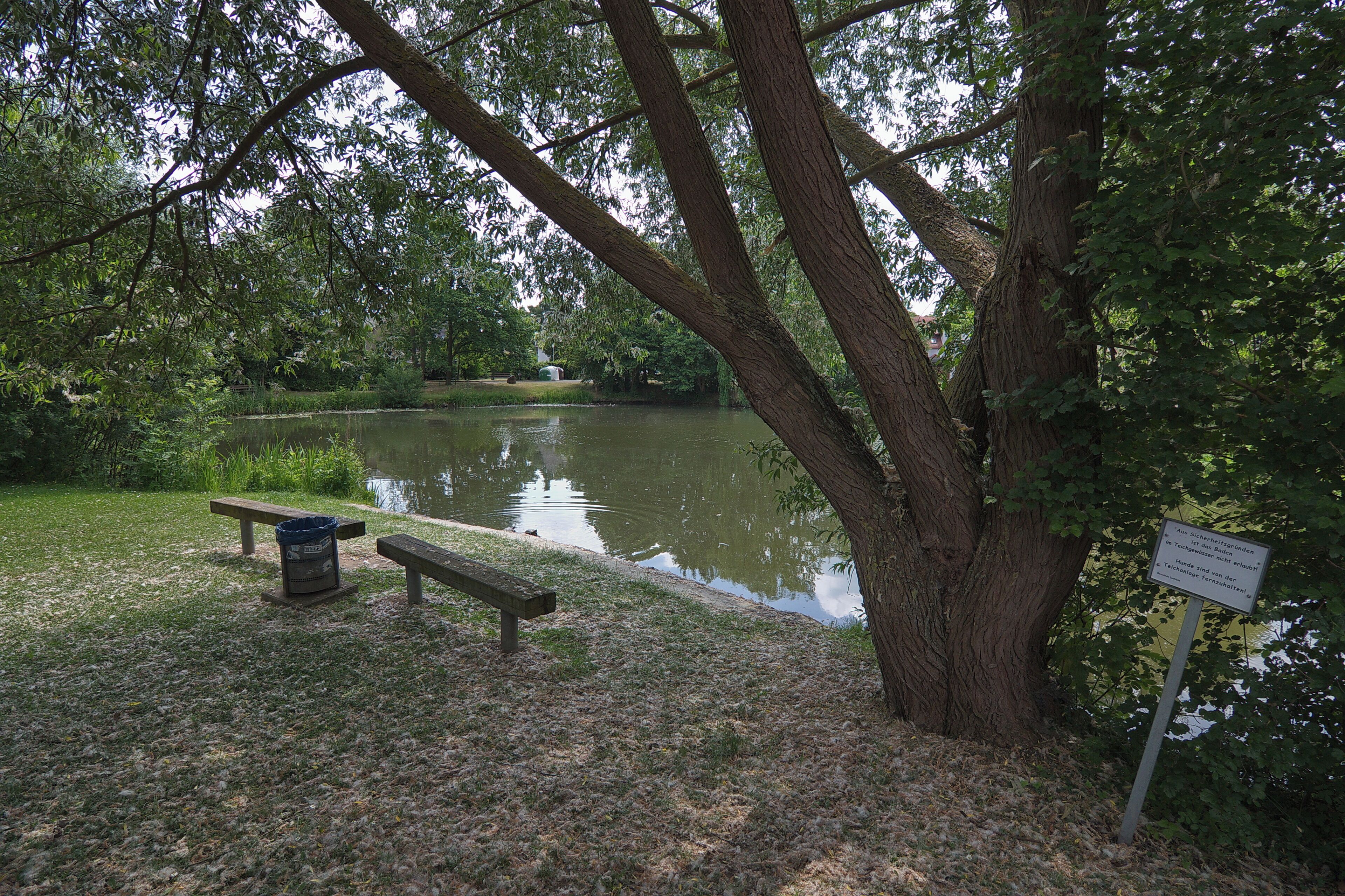 A park with a pond, benches, and a sign near a large tree.