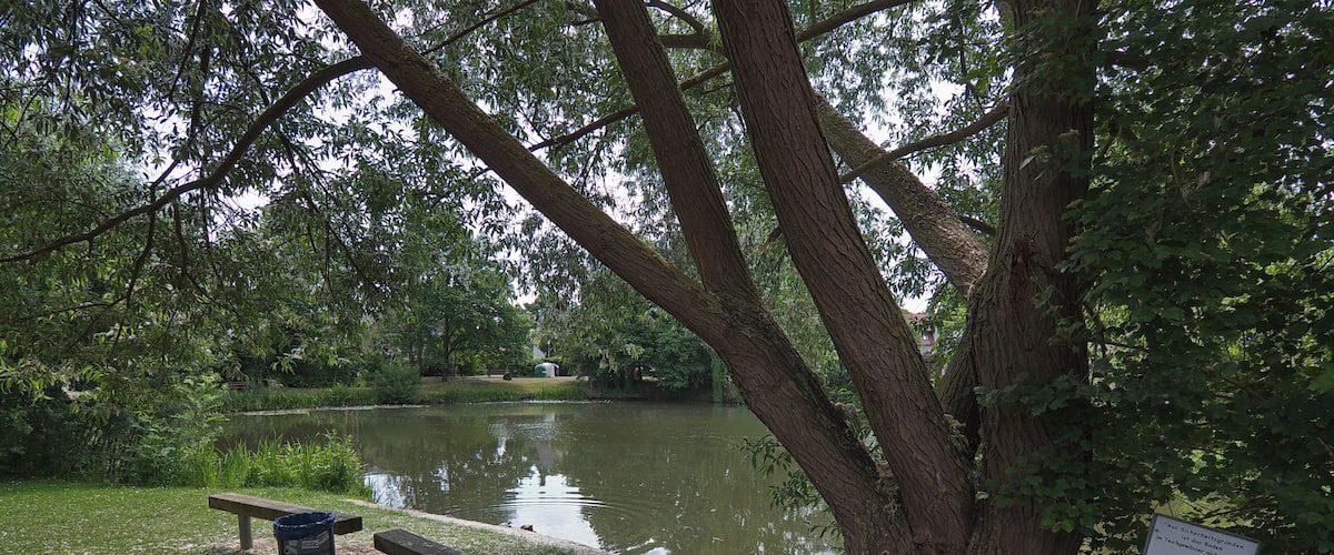 A park with a pond, benches, and a sign near a large tree.