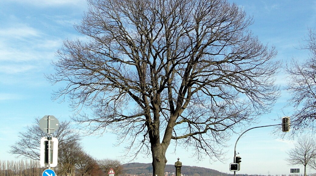 Das Naturdenkmal ND-H 163 Stieleiche steht beim Magnusdenkmal östlich des Stadtteils Leveste der Stadt Gehrden in der Region Hannover