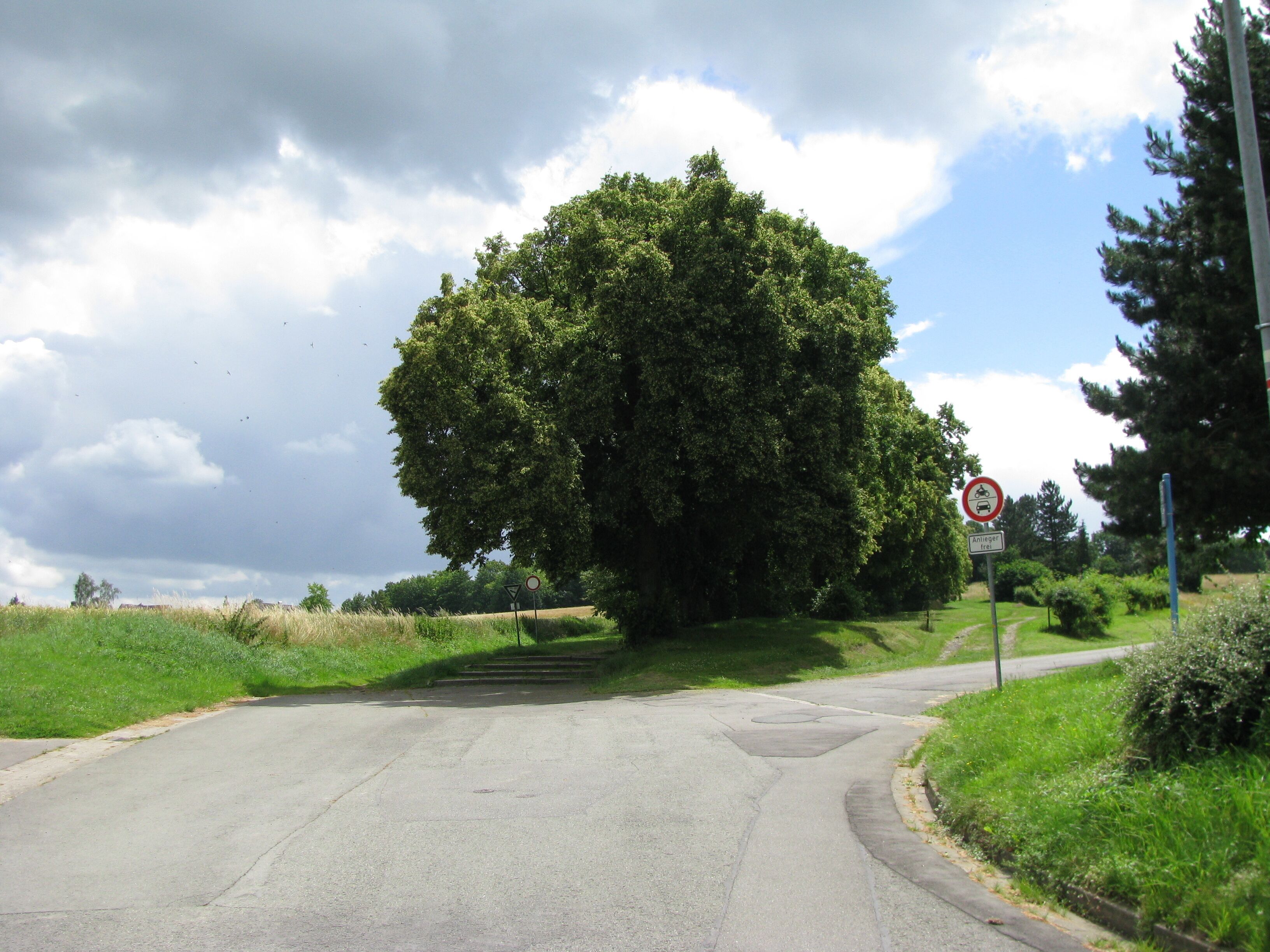 A rural road with a large tree on the left, a no-entry sign, and a no parking sign.