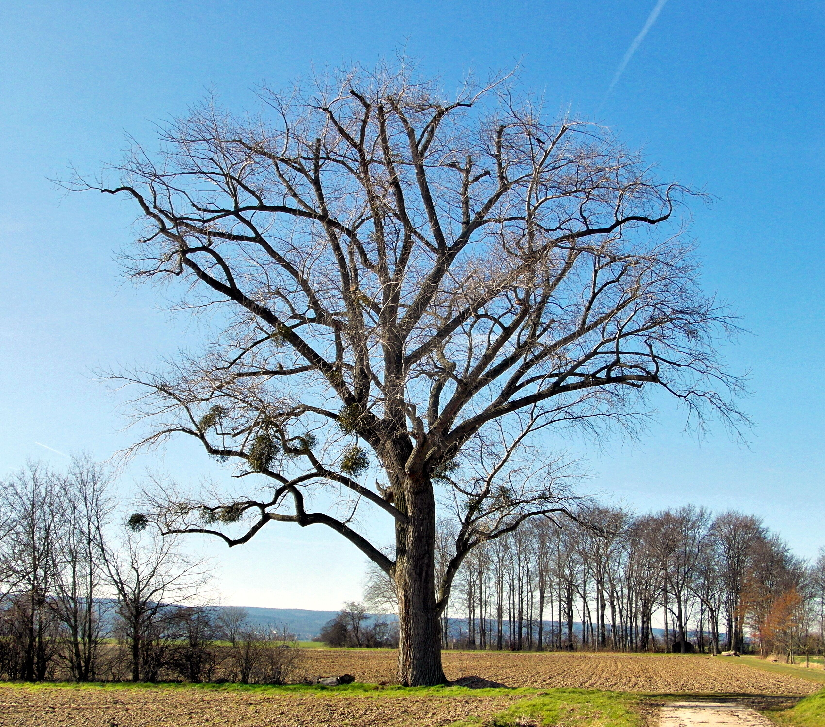 Das Naturdenkmal ND-H 193 ist eine Schwarzpappel (Populus nigra) beim Gehrdener Stadtteil Redderse in der Region Hannover