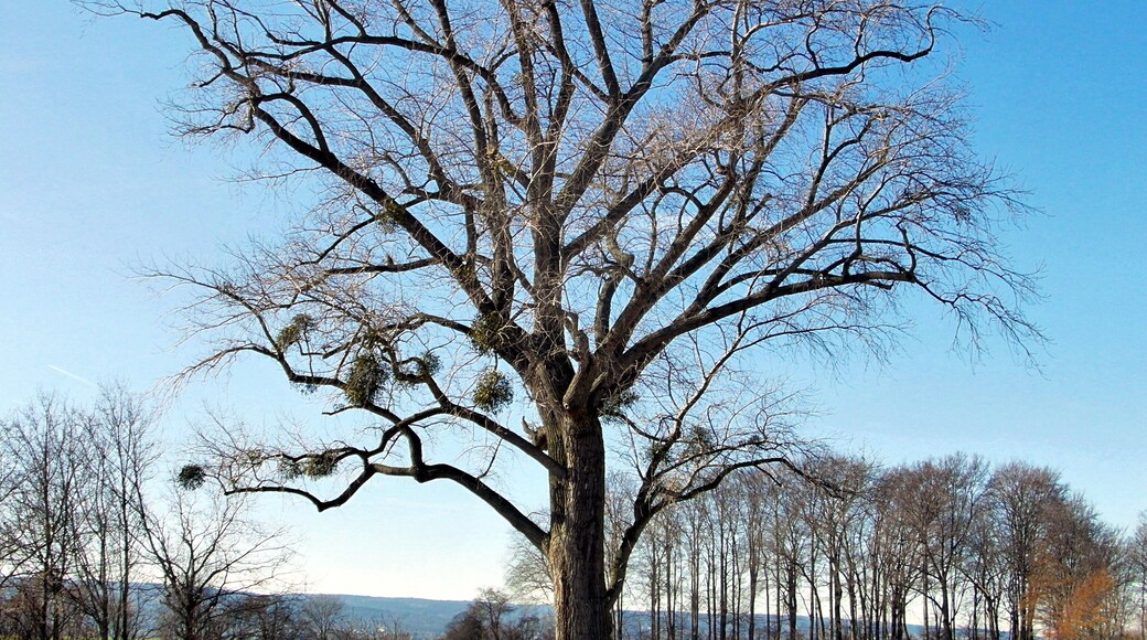 Das Naturdenkmal ND-H 193 ist eine Schwarzpappel (Populus nigra) beim Gehrdener Stadtteil Redderse in der Region Hannover